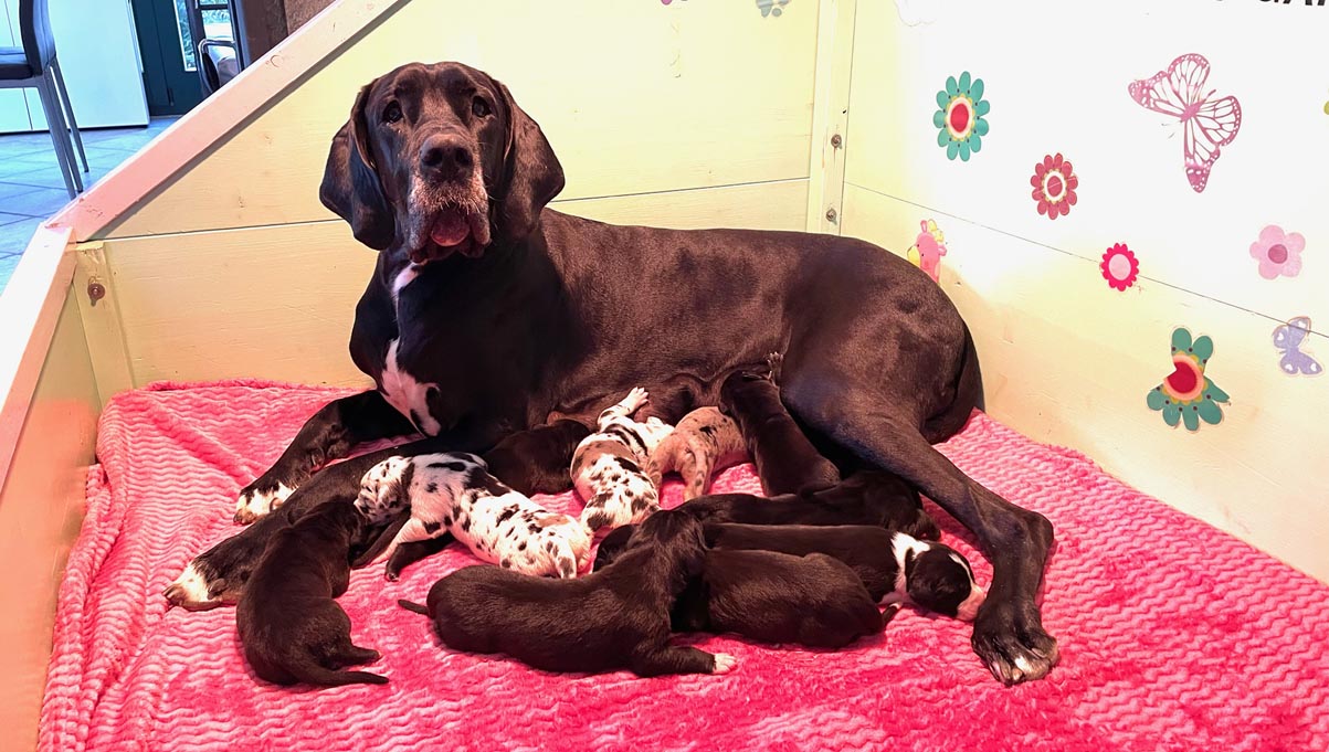 Mama und Babys